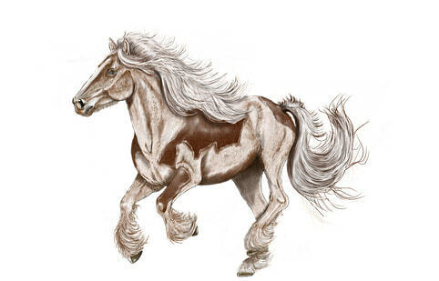 Fotografie koně - Jak malovat zvířata pro začátečníky