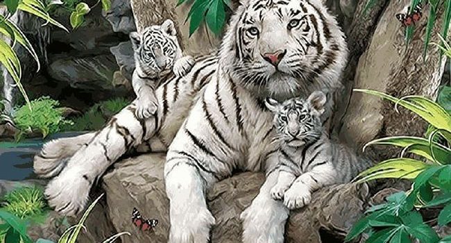 Fotografie: malovani podle čísel tygr