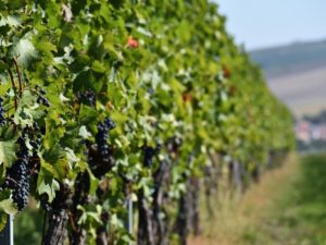 Dárkový balíček šesti druhů moravských zemských vín + videodegustace se someliérem
