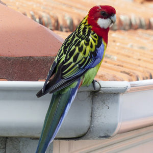 Fotografie: Papoušek na okapu