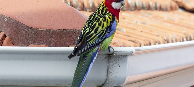 Fotografie: Papoušek na okapu