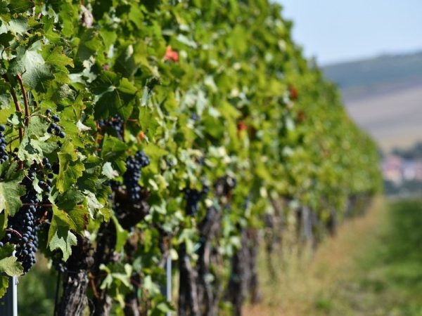 Domácí degustace vín - Zemská vína + bedna šesti druhů vína - Obrázek 2