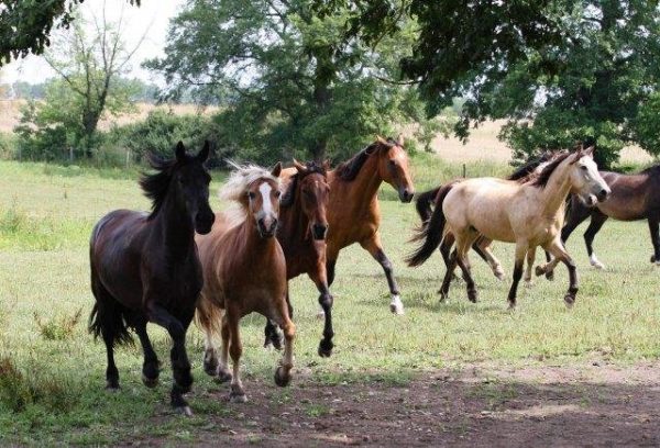 Farmářem na zkoušku - dvoudenní pobyt na statku + péče o zvířata - Obrázek 3