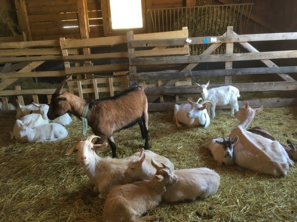 Na dva dny farmářem na Farmě Košík - Obrázek 4