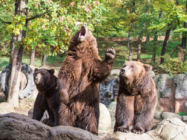 Ošetřovatelem v ZOO - Obrázek 7